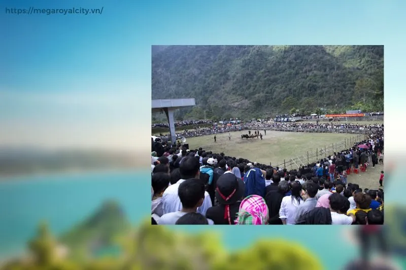 Ai tham gia và đóng góp vào lễ hội chọi bò Bảo Lâm?