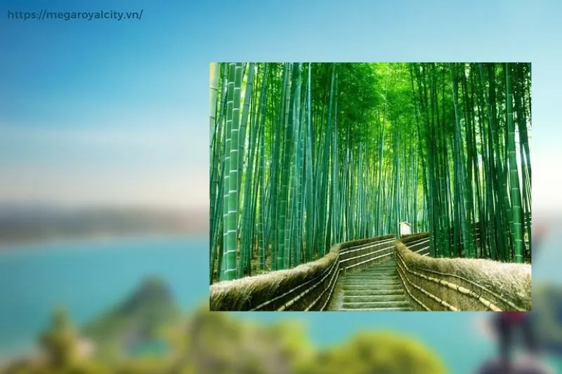 Bí quyết để có trải nghiệm tuyệt vời khi tham quan rừng trúc sào