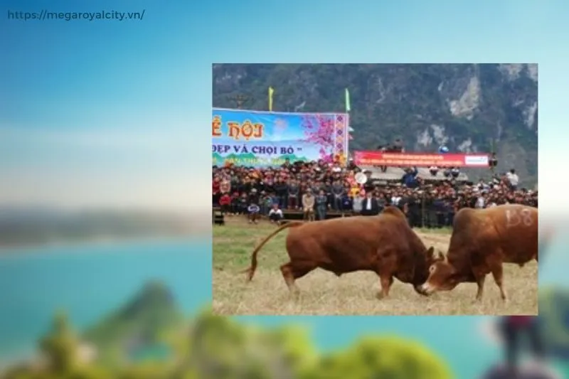 Hướng dẫn tham dự lễ hội chọi bò Bảo Lâm