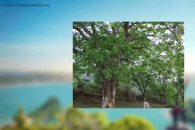 Khám phá Điểm di sản Vườn dẻ là gì và vì sao nổi tiếng?