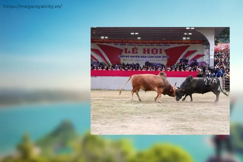 Lễ hội chọi bò Bảo Lâm diễn ra khi nào và ở đâu?