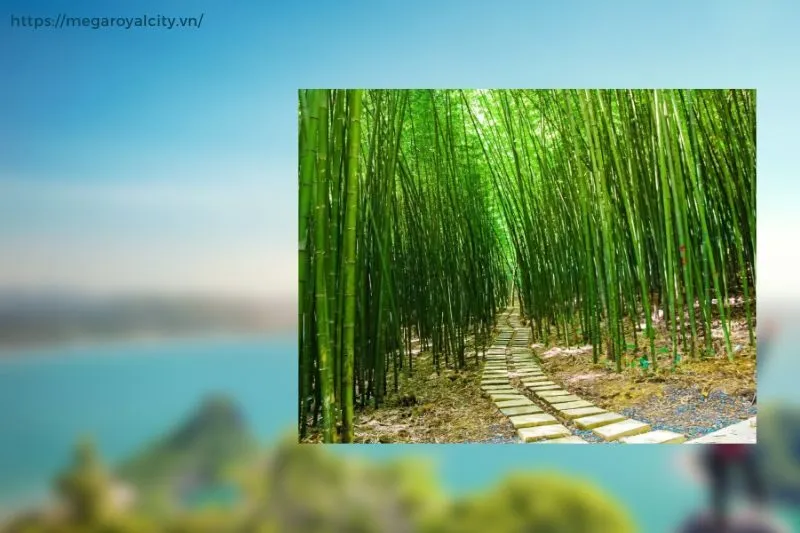 Vì sao rừng trúc sào thu hút du khách?